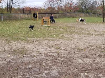 Several dogs run around and use the large dog side wooden dog park agility equipment under the supervision of their owners.